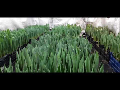 Видео: Выгонка тюльпана 20й день. Активный рост, поливы. Внимание!!! Устраняем основные причины топинга. Ч8
