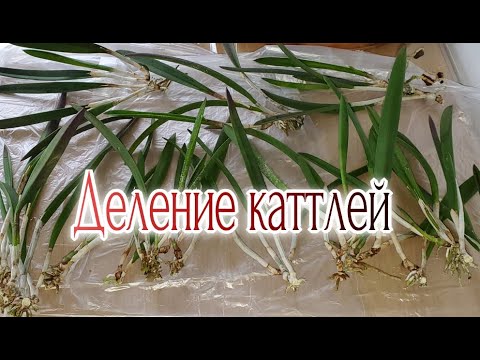 Видео: Каттлеи Деление куртин Адаптация делёнок