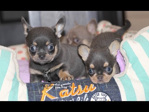 Видео: Голубые и Лиловые**Щенки ЧИХУАХУА из Питомника