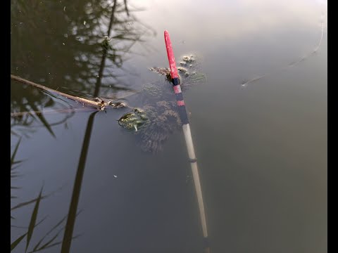 Видео: Только опустил удочку Рыбалка на Карася на ПОПЛАВОЧНУЮ УДОЧКУ.ЛОВЛЯ КАРАСЯ ОСЕНЬЮ fishing adventures