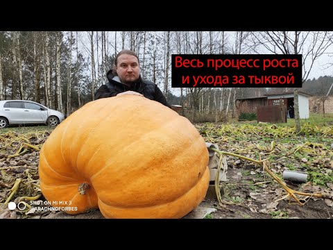 Видео: Весь процесс роста тыквы гиганта. Сезон 2020 года