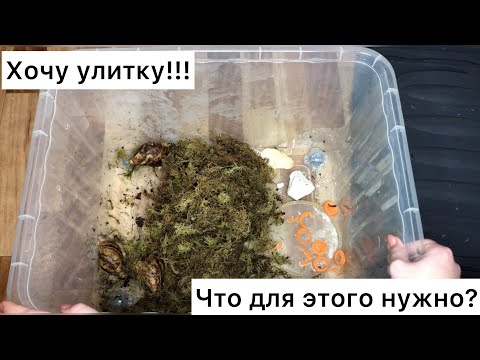 Видео: Что нужно,чтобы завести улитку?||Все об устройстве контейнера|Видео для начинающих