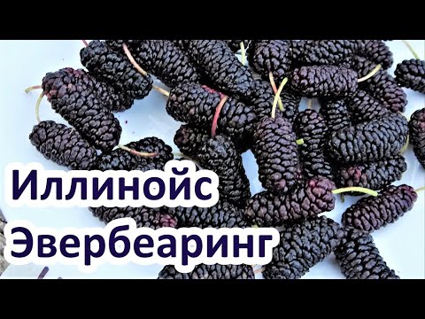 Видео: Шелковица ИЛЛИНОЙС ЭВЕРБЕАРИНГ - №1 по вкусовым качествам!! / Новый сорт в коллекции