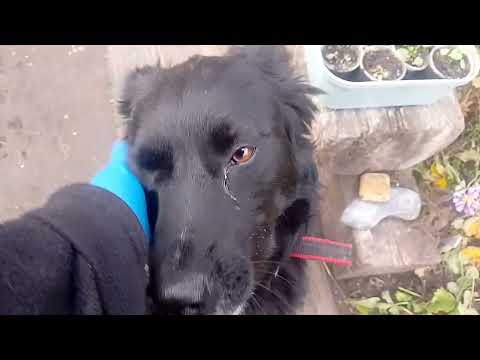 Видео: Невдалі покупки саджанців полуниці та ромашки. 