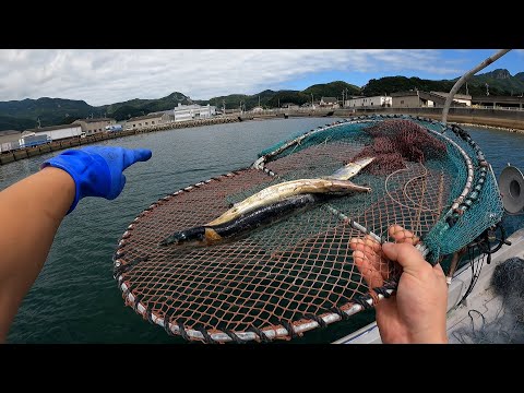 Видео: Результат установки ловушки в мутном море после тайфуна
