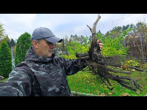Видео: 🔴🔴Пора Обрезать Виноград. Глубина Корней.