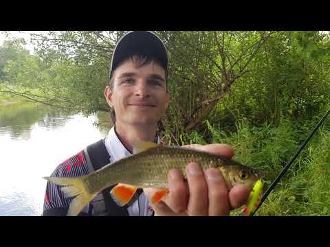 Видео: Ловля голавля на реке Березина. 2 этап TROPHY CHUB-2018. Видео-обзор "Получи леща!"