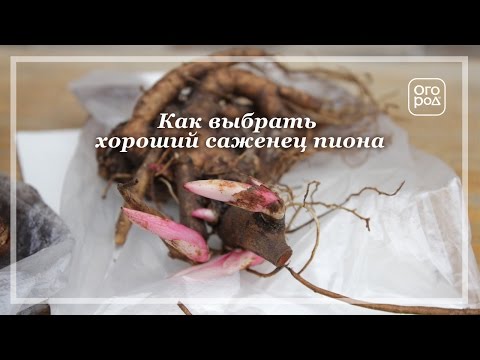 Видео: Как выбрать лучшие пионы. Советы при покупке саженцев