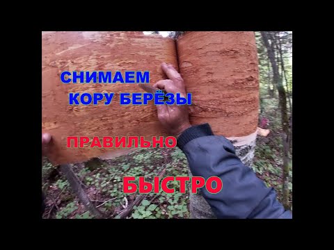 Видео: Как правильно и быстро снять кору с берёзы.