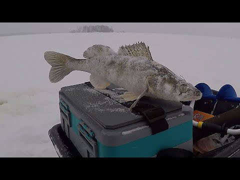 Видео: Иваньковское водохранилище ловля судака на вибы 2024г.