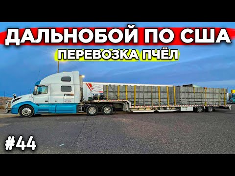 Видео: Дальнобой по США! Перевозка Пчёл! #44