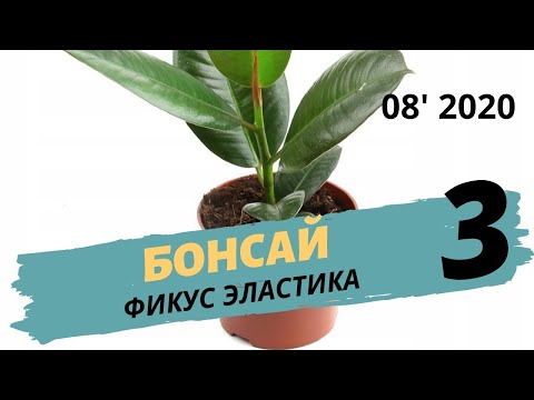 Видео: Фикус Эластика будущий бонсай. Шаг 3 | Август 2020