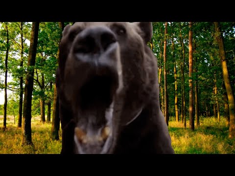 Видео: Dawg & Ko Смотрят Любимый Фильм Пута / Нарезка стрима 09.01.2024