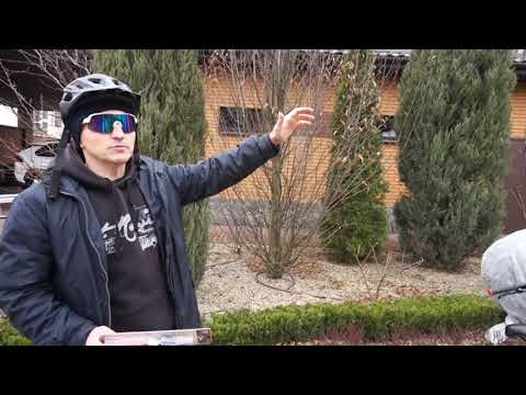 Видео: Стрижем Вяз и граб! Лиственные в саду!