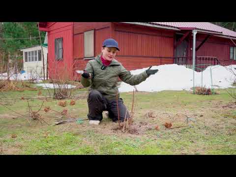 Видео: Обрезка гортензии