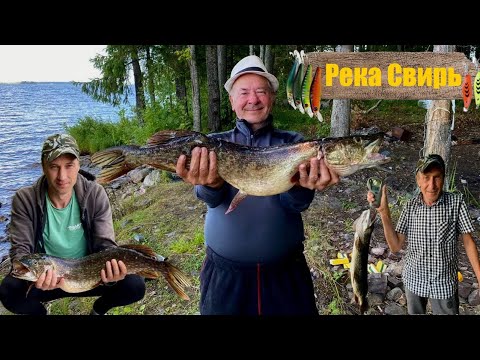 Видео: Шикарная рыбалка и отдых на реке Свирь, Ивинские разливы. Щука, Судак, Окунь, Лещ #рыбалка #кино