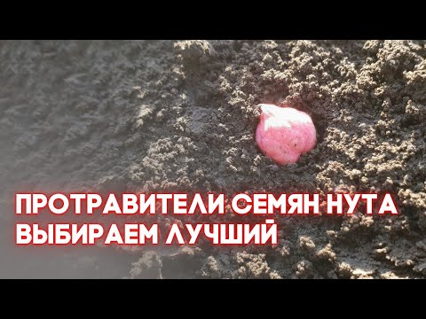 Видео: НУТ |  Протравители семян | Выбираем лучший |