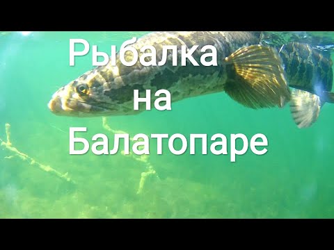 Видео: Ловля змееголова. Подводная братва Балатопара.