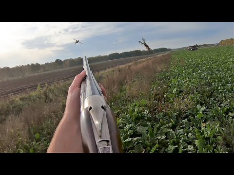 Видео: Охота - Фазан с псом Дейном