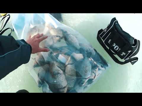 Видео: Чаны.Карась.ВСЕМ ПО МЕШКУ!!! Богатиха