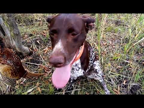 Видео: Охота на фазана с курцхааром! Сезон 2022! Секреты поиска фазана и охоты на него!