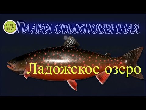 Видео: Палия. Ладожское оз. Русская рыбалка 4. Russian fishing 4