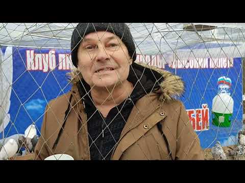 Видео: Выставка голубей  в городе Красный Луч. 23.12.2023года