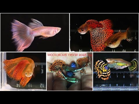 Видео: АКВАРИУМНЫЕ РЫБКИ ГУППИ, КОТОРЫЕ МЫ РАЗВОДИМ В 2023 году / GUPPY FISH THAT WE ARE BREEDING IN 2023