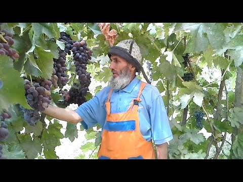 Видео: Сайри ангури Хатлон бо Радиои Озодӣ