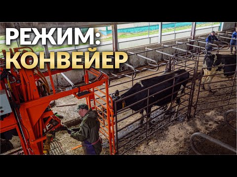 Видео: Организация потока животных в станок | Обрезка копыт КРС