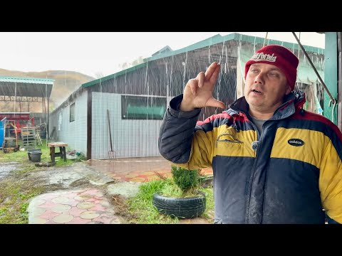 Видео: Дощі шпарять, пшениця 🌾 всходе, поросята ростуть, ми на полі…