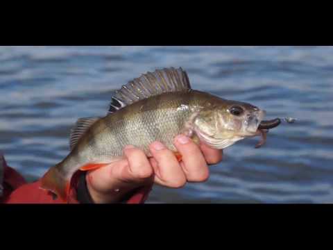 Видео: Рыбалка в Могилеве. Спиннинг. Щука