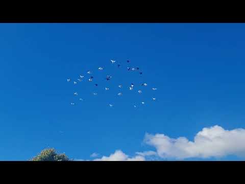 Видео: От бакинцев решил показать