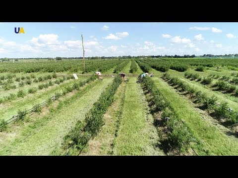 Видео: Голубика Науменко | Моя земля