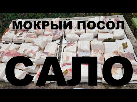 Видео: САЛО С МЯСНОЙ ПРОЖИЛКОЙ. МОКРЫЙ ПОСОЛ ТРИ ВКУСА. РЕЦЕПТЫ СЮФ.