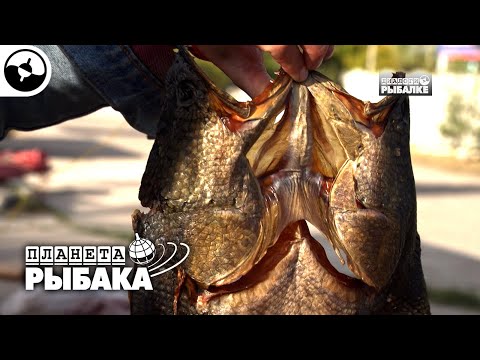 Видео: Узбекистан глазами рыболова | Планета рыбака