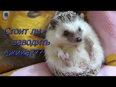 Видео: Стоит ли заводить африканского карликового ежа ? Плюсы и минусы.