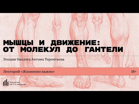 Видео: «Мышцы и движение: от молекул до гантели». Лекция биолога Антона Терентьева