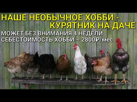 Видео: Наше необычное хобби /  КУРЯТНИК НА ДАЧЕ на 25 кур