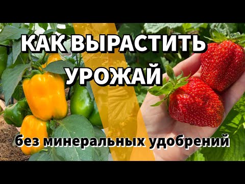 Видео: ПОЧЕМУ СТОИТ ОТКАЗАТЬСЯ ОТ ХИМИИ НА ОГОРОДЕ И ПЕРЕЙТИ НА ПРИРОДНОЕ ЗЕМЛЕДЕЛИЕ