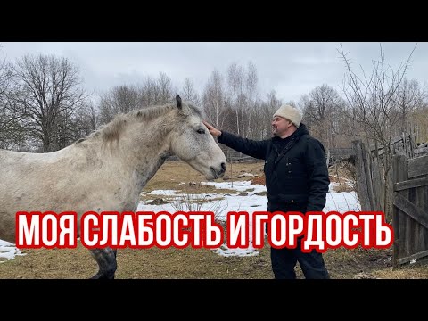 Видео: На что смотреть при покупке лошадей/ Моя слабость и гордость