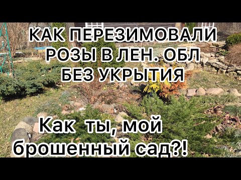 Видео: ЗИМОВКА РОЗ БЕЗ УКРЫТИЯ в Лен. области. Как перезимовали РОЗЫ и мой брошенный сад