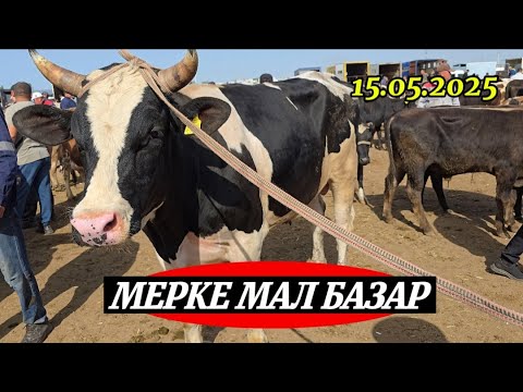 Видео: ІРІ ҚАРА БАҒАЛАРЫ / МАЛ БАЗАР МЕРКЕ
