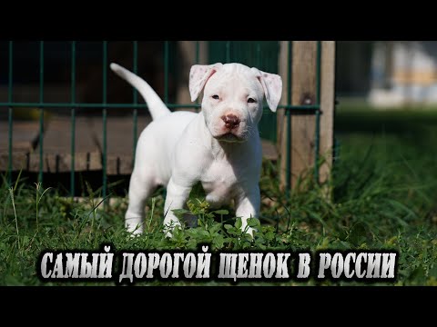 Видео: Эксклюзивный монстр ! ЭЛИТНЫЙ БЕЛЫЙ ЭКСКЛЮЗИВчик. Самый дорогой щенок питбуля ! Купить щенка питбуля