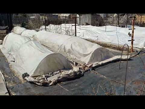 Видео: Наши ягодники на 26 апреля! Дальнейшие планы работ! Омск,2024г