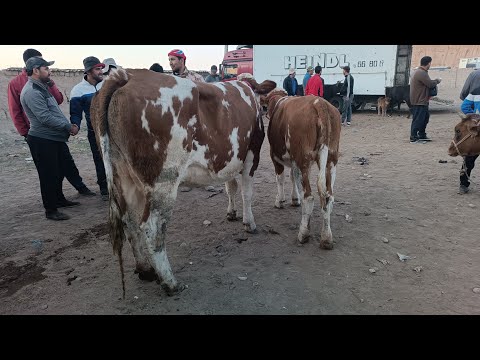 Видео: нарху наво дар паталок дар бозор гов нест молбозори уяли навори тоза 20 октиябри 2024 г