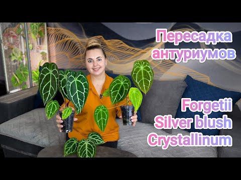 Видео: Пересаживаю антуриумы/Как выросли за 2 месяца?😱/Чем удобряю? Forgetii, Silver Blush, Crystallinum
