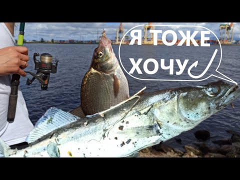 Видео: Рыбалка на Даугаве в конце июля / Латвия Прибалтика / Ловим лещей вместе с другом из Латгалии, 4к