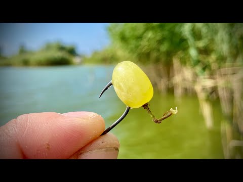 Видео: Ловлю АМУРА и КАРПА🐟🐟🐟 на ВИНОГРАД🍇🍇🍇!!!