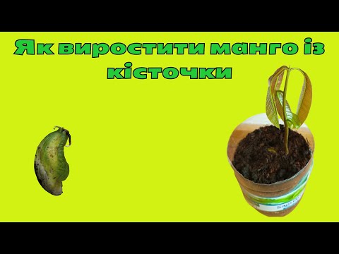 Видео: 🥭 Як виростити манго з кісточки | 3 прості способи
